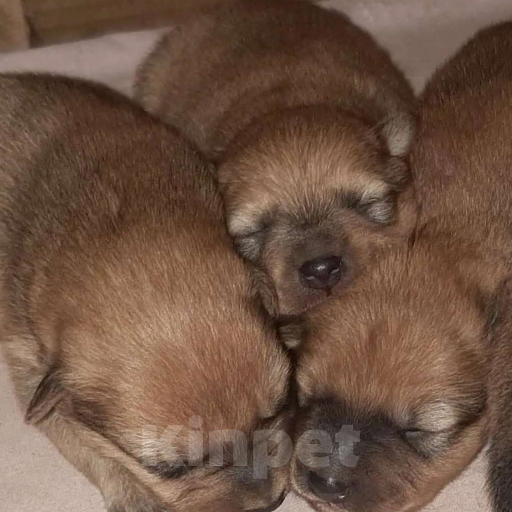 Собаки в других городах Самарской области: Щенки карело-финской лайки Девочка, 30 000 руб. - фото 5