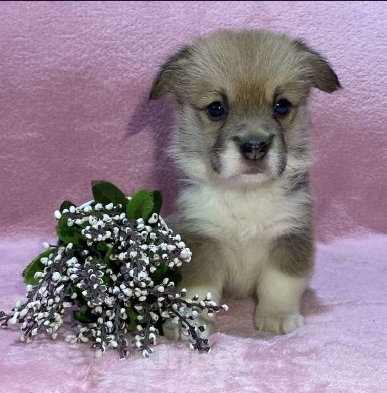 Собаки в Брянске: Щенки вельш-корги пемброк  Девочка, 40 000 руб. - фото 3