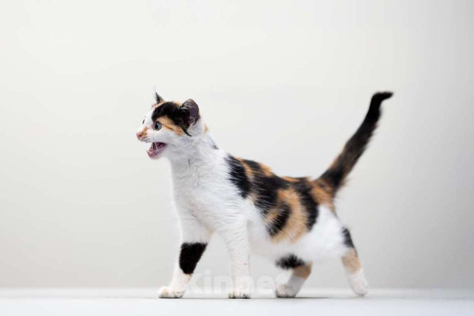 Кошки в Москве: Мия Девочка, Бесплатно - фото 4