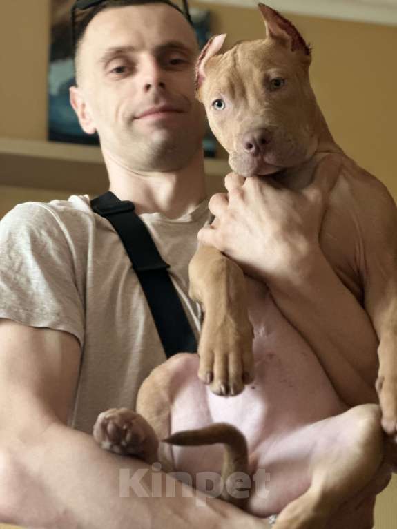 Собаки в Симферополе: Щенок питбуля Мальчик, 50 000 руб. - фото 2