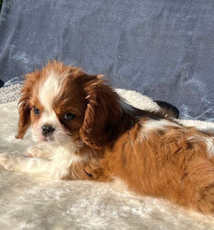 Собаки в Санкт-Петербурге: БЕСТ ИЛРЕАН ИЛАЙН Мальчик, 100 000 руб. - фото 3