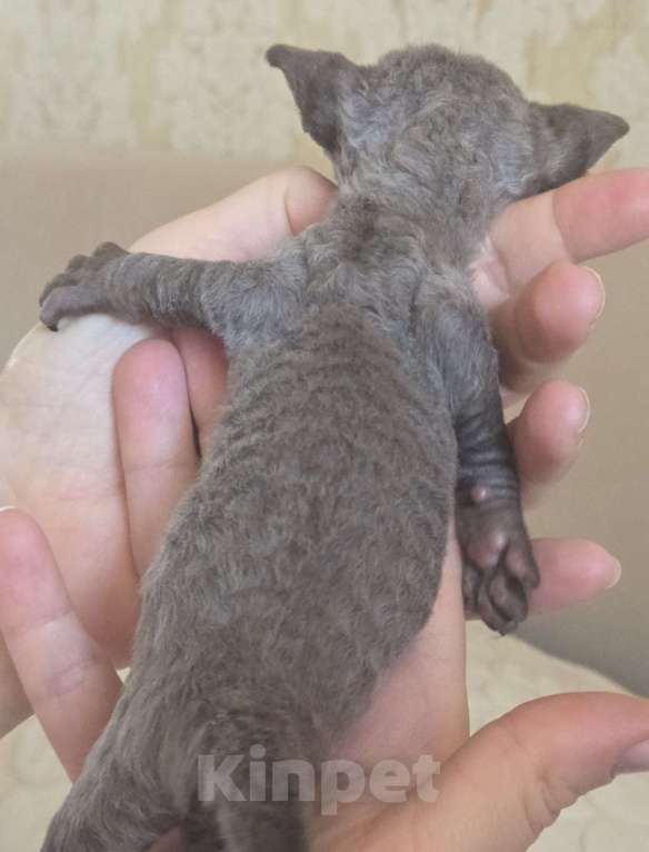 Кошки в Москве: Котята девон рекс Лиловые, циннамон, шоколадный мрамор Девочка, 85 000 руб. - фото 5