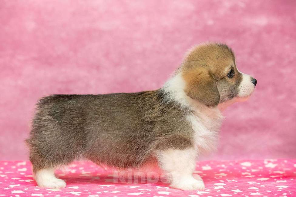 Собаки в Москве: Вельш корги пемброк щенки Разнополые, 40 000 руб. - фото 4