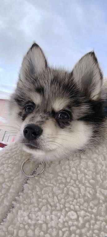 Собаки в Кировграде: Шикарные детки Мальчик, 13 000 руб. - фото 1