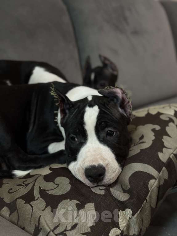 Собаки в Москве: Щенок амстаффа Мальчик, 70 000 руб. - фото 1