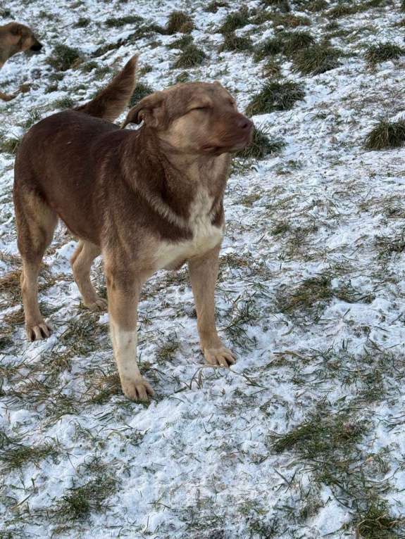 Собаки в других городах Владимирской области: Красивая и очень добрая собака в добрые руки бесплатно Девочка, Бесплатно - фото 2