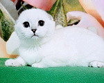 Кошки в Миассе: Princess Silver Dew Девочка, 60 000 руб. - фото 3