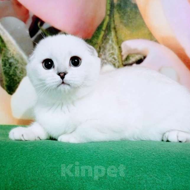 Кошки в Миассе: Princess Silver Dew Девочка, 60 000 руб. - фото 3
