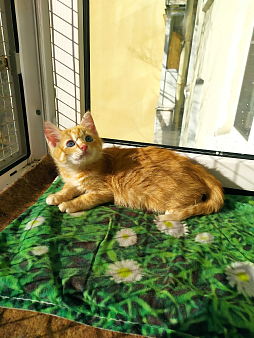 Котенок ищет дом