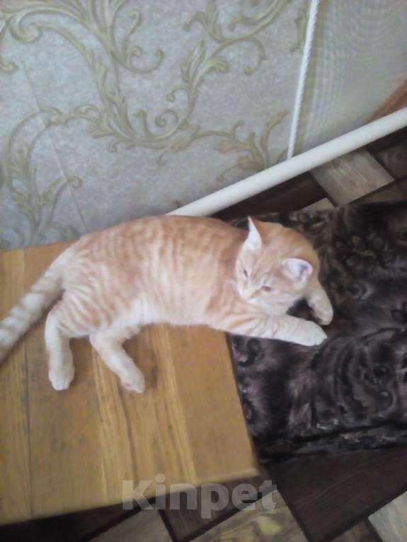 Кошки в Брянске: Кот Мальчик, Бесплатно - фото 2