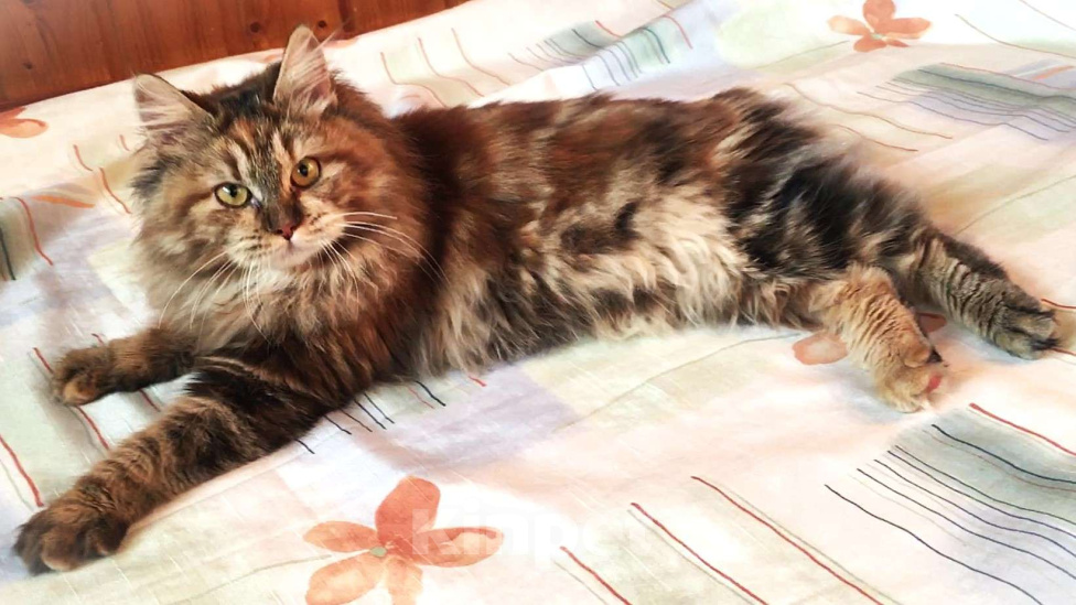 Кошки в Москве: Кошечка курильский бобтейл Девочка, Бесплатно - фото 1