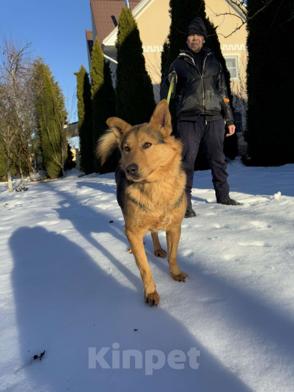 Собаки в других городах Московской области: Рыжий пес Хенк ищет дом! Мальчик, Бесплатно - фото 6