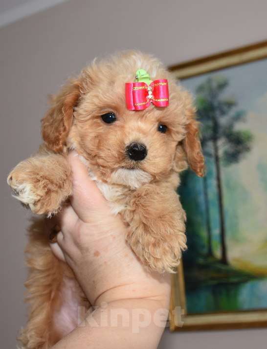 Собаки в Москве: Мальтипу мальчик Скай Мальчик, 100 000 руб. - фото 4