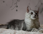 Кошки в Королеве: Котенок помета А; Мейн Кун, Айвенго. Мальчик, Бесплатно - фото 2