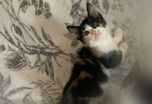 Маленькая звездочка Варенька