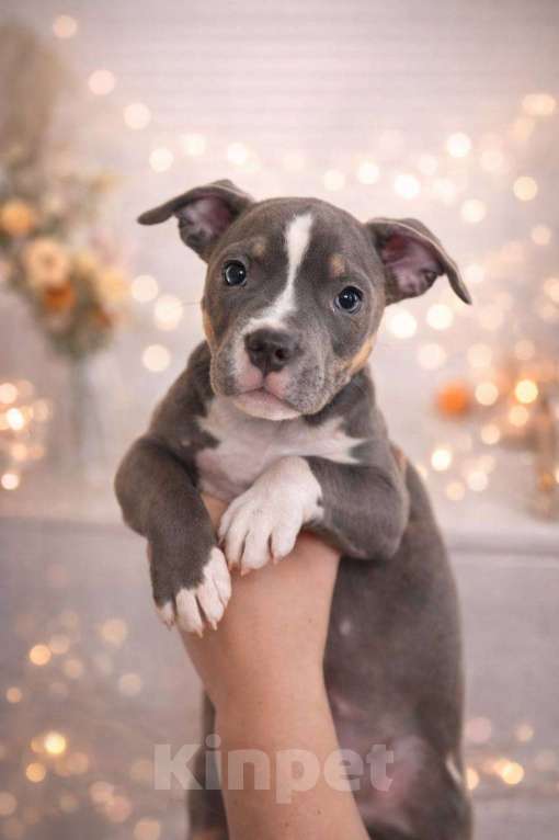 Собаки в Челябинске: Щенки Американского булли  Мальчик, 80 000 руб. - фото 4