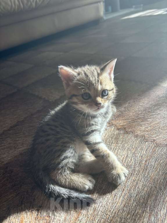 Кошки в Ульяновске: Шотландцы прямоухие  Мальчик, 4 000 руб. - фото 3