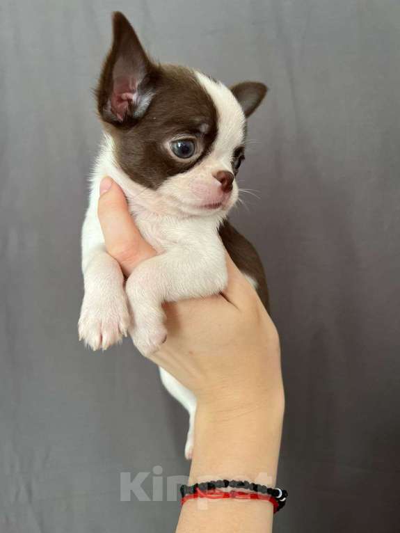 Собаки в Москве: Чудо ребенок , принцесса неземная  Девочка, Бесплатно - фото 2