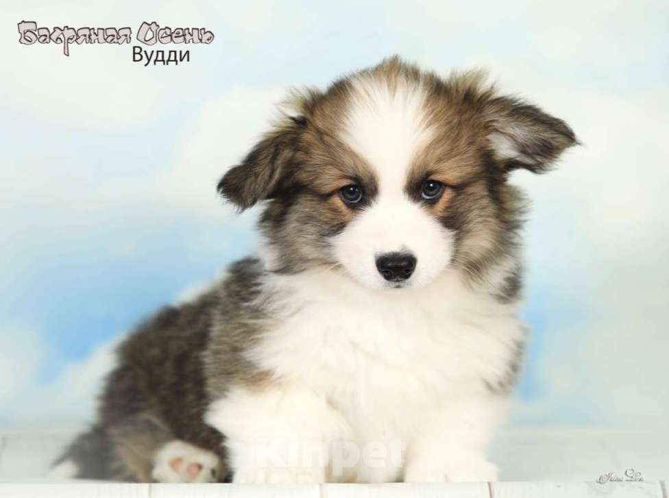 Собаки в других городах Московской области: Продается мальчик вельш корги пемброк Мальчик, 50 000 руб. - фото 1