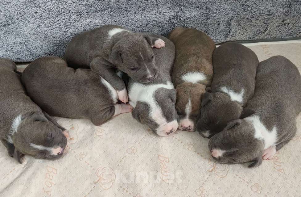 Собаки в Санкт-Петербурге: Щенки стаффордширского терьера Разнополые, 90 000 руб. - фото 10