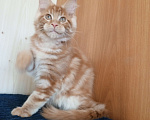 Кошки в Владимире: Рыжее солнышко Мальчик, 60 000 руб. - фото 2