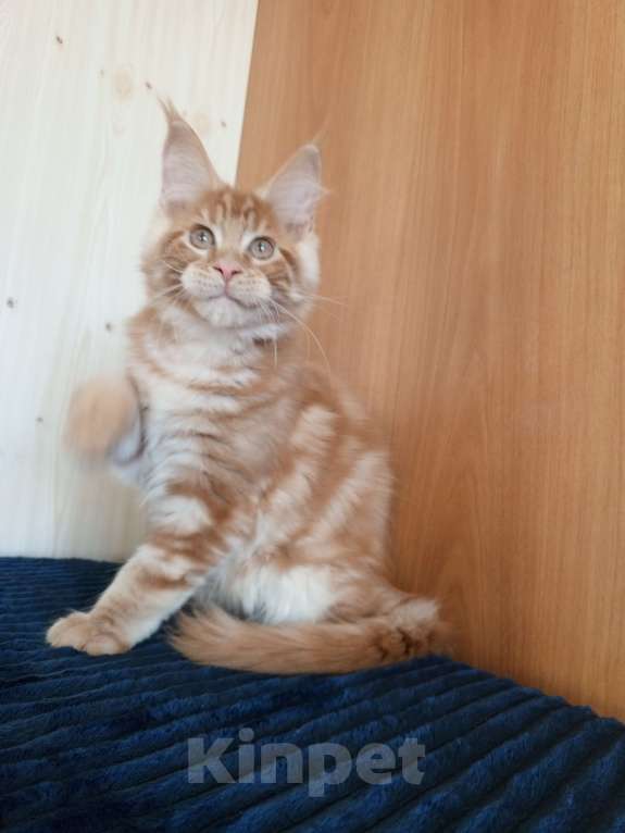 Кошки в Владимире: Рыжее солнышко Мальчик, 60 000 руб. - фото 2