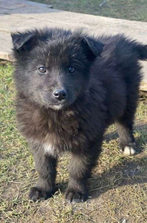 Собаки в Москве: Замечательные щенки: белый, черный и другие в добрые руки Мальчик, Бесплатно - фото 9