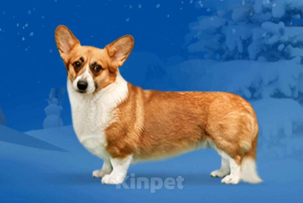 Собаки в других городах Ленинградской области: Продаются щенки вельш корги пемброк Мальчик, 70 000 руб. - фото 9