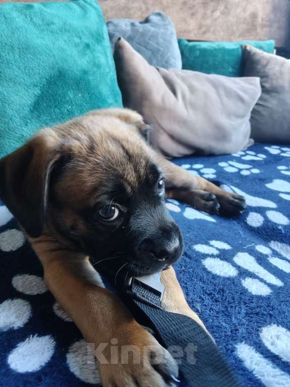 Собаки в других городах Краснодарского края: Кане-Корсо, щенок Девочка, 20 000 руб. - фото 6