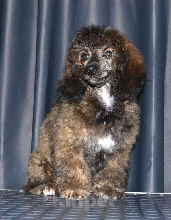 Собаки в Глазове: Онегин Мальчик, 30 000 руб. - фото 2