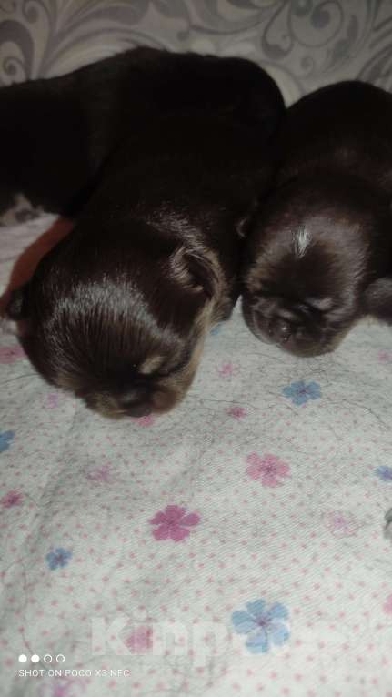 Собаки в Москве: Девочка Девочка, 85 000 руб. - фото 4