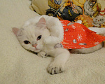 Кошки в Санкт-Петербурге: Купить шотландского плюшевого котенка Мальчик, 25 000 руб. - фото 4