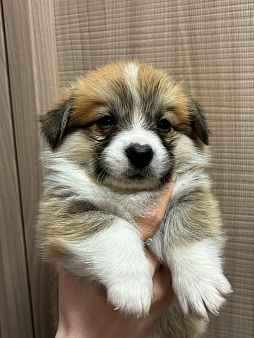 Щенок корги