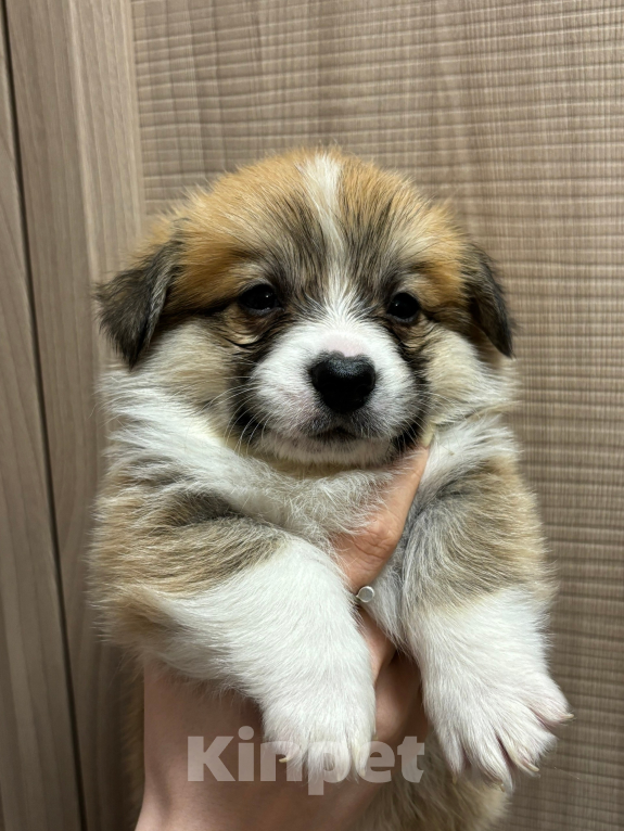 Собаки в Орле: Щенок корги Мальчик, 40 000 руб. - фото 1