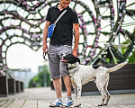 Собаки в Москве: Метис пойнтера Макс в добрые руки! Мальчик, Бесплатно - фото 5