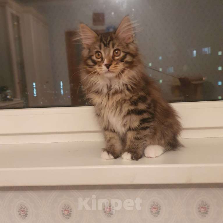 Кошки в Москве: Котята курильского бобтейла Мальчик, 20 000 руб. - фото 2