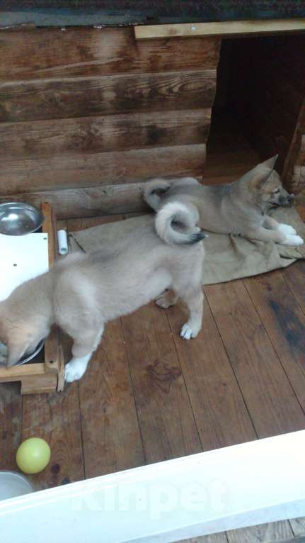 Собаки в других городах Калужской области: Западносибирская лайка, посмотреть https://dropmefiles.com/EFo7F Мальчик, 7 000 руб. - фото 7