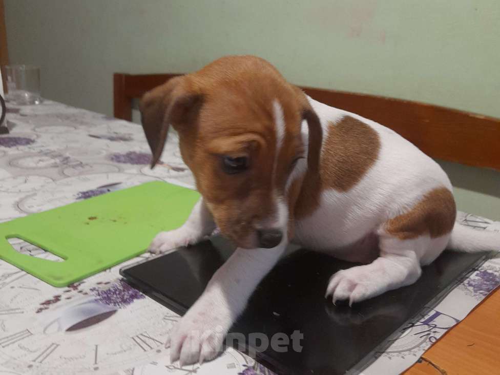 Собаки в Москве: Щенки джек рассел Девочка, 20 000 руб. - фото 3