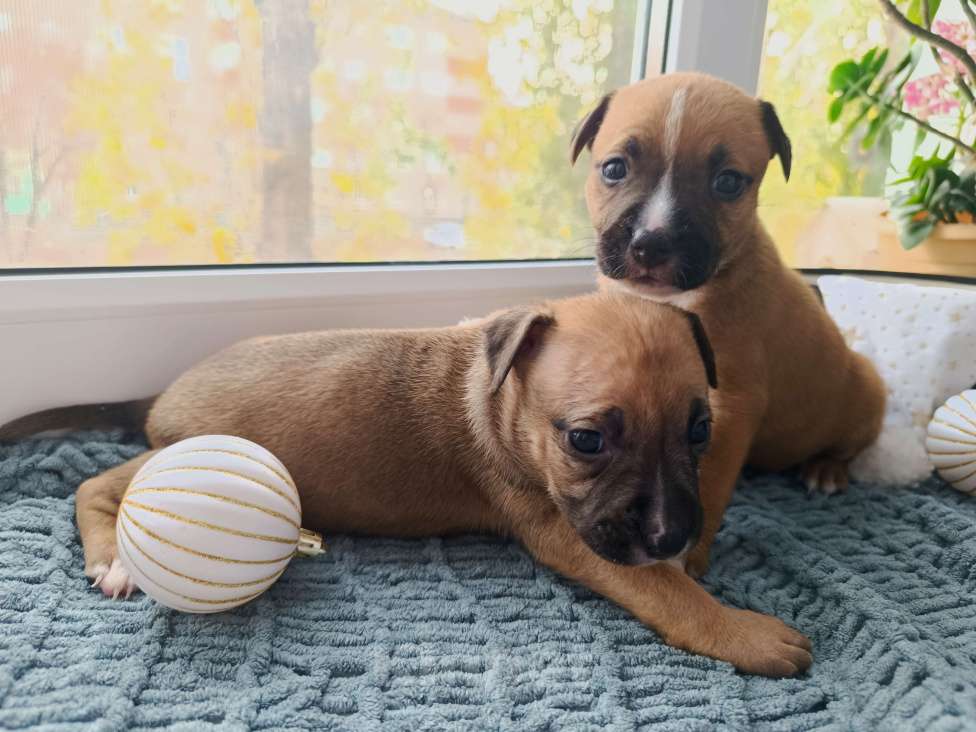 Собаки в Воронеже: Девочка от шикарных родителей питов Девочка, 10 000 руб. - фото 1