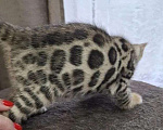 Кошки в Краснодаре: Элитные бенгальские котята Мальчик, 50 000 руб. - фото 2