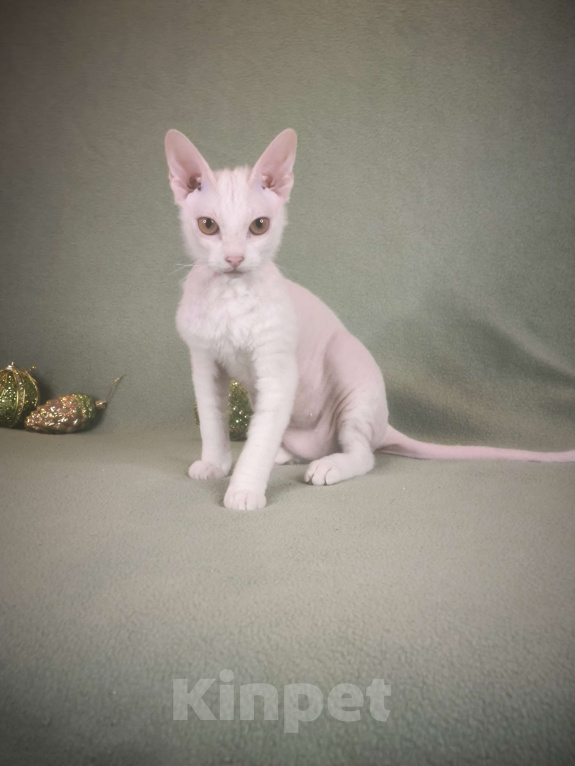 Кошки в Москве: Элитные котята левкой Девочка, Бесплатно - фото 2