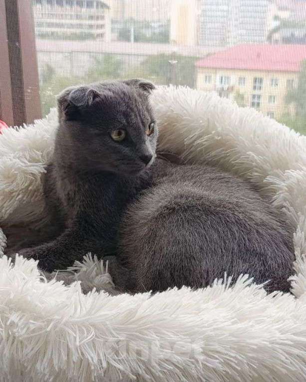 Кошки в Москве: Шотландский котенок девочка ищет семью Девочка, Бесплатно - фото 1