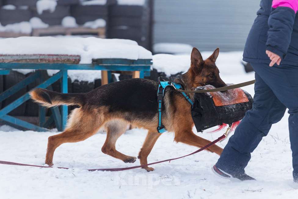 Собаки в Юрге: Щенки немецкой овчарки с документами РКФ Мальчик, Бесплатно - фото 6