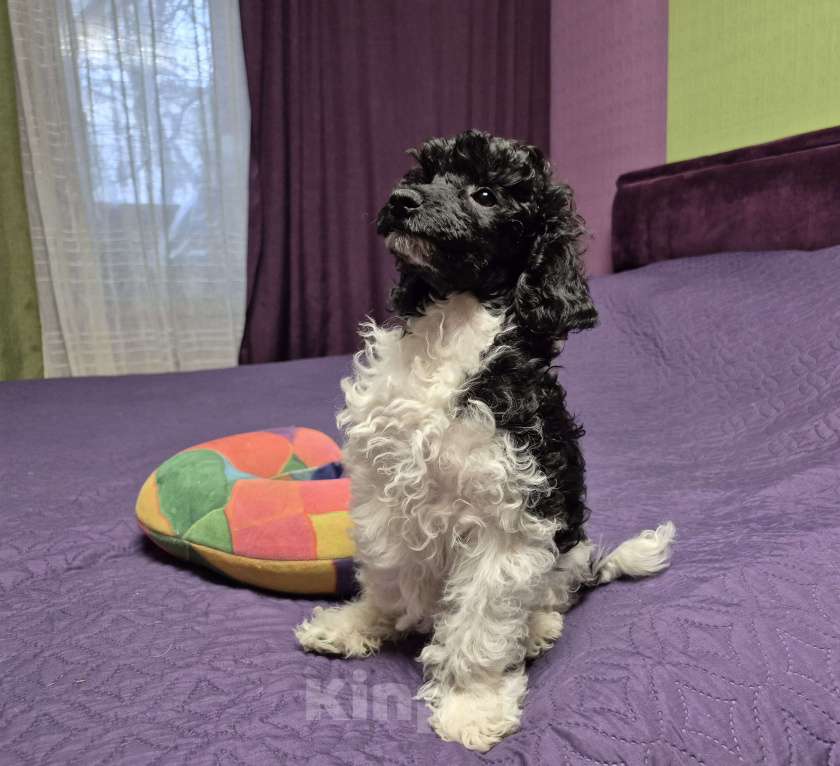 Собаки в Москве: Парни арлекин Мальчик, 50 000 руб. - фото 1