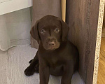 Собаки в Казани: Девочка 2 месяца лабрадор шоколадная  Девочка, 15 000 руб. - фото 1