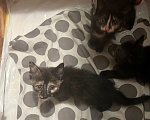 Кошки в Кудрово: Котята в добрые оуки Девочка, Бесплатно - фото 2