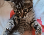 Кошки в Клине: Котёнок ищет любящую семью🥹 Мальчик, Бесплатно - фото 3