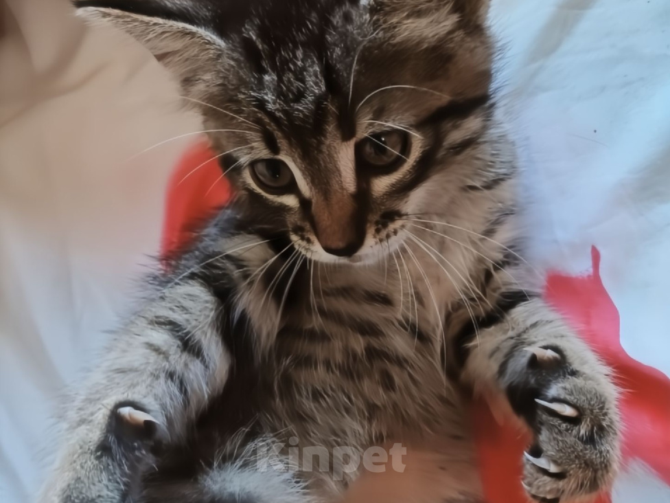 Кошки в Клине: Котёнок ищет любящую семью🥹 Мальчик, Бесплатно - фото 3