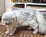 Кошки в Ростове-на-Дону: Ася ищет дом, в котором её снова будут любить Девочка, Бесплатно - фото 2