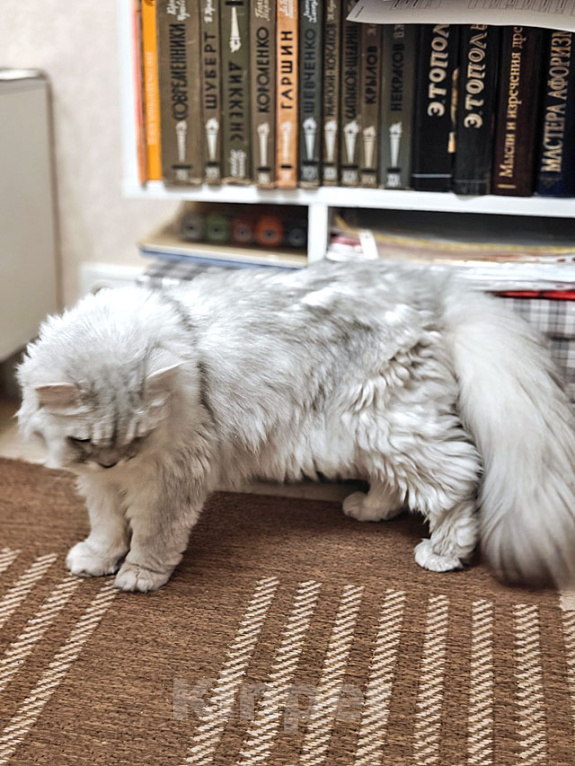 Кошки в Ростове-на-Дону: Ася ищет дом, в котором её снова будут любить Девочка, Бесплатно - фото 2